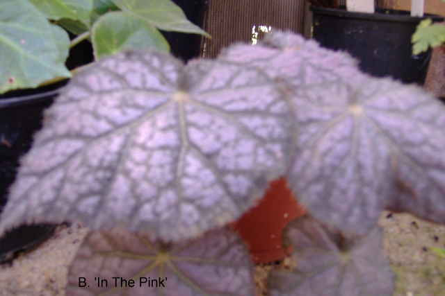 B. ‘In the Pink’